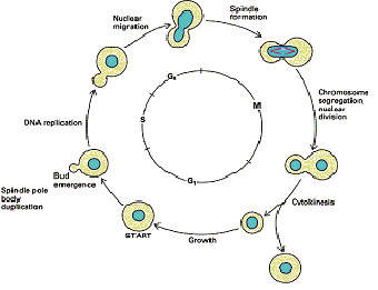 saccharomyces life cycle