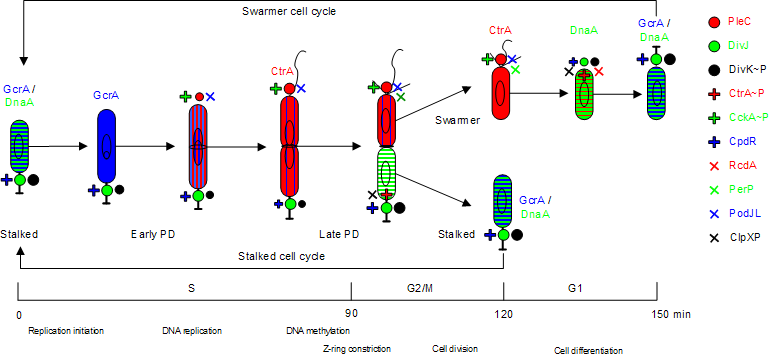 phases of cell cycle. Three cell cycle phases can be